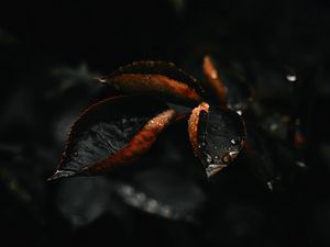 Preview wallpaper leaf, drop, plant, macro