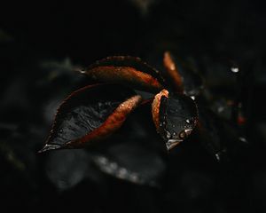 Preview wallpaper leaf, drop, plant, macro