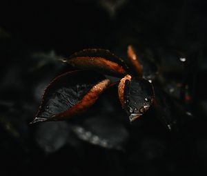 Preview wallpaper leaf, drop, plant, macro