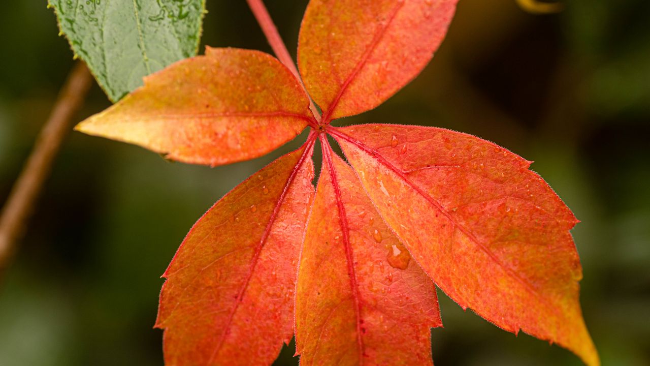 Wallpaper leaf, drop, plant, macro, red