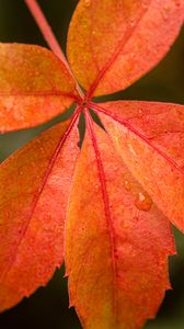 Preview wallpaper leaf, drop, plant, macro, red