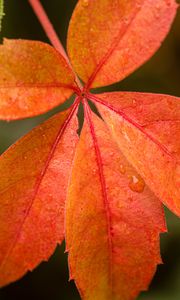 Preview wallpaper leaf, drop, plant, macro, red