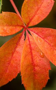 Preview wallpaper leaf, drop, plant, macro, red