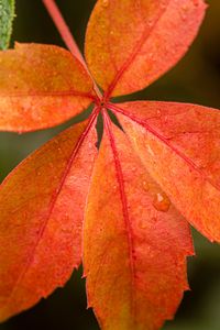 Preview wallpaper leaf, drop, plant, macro, red