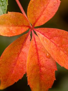 Preview wallpaper leaf, drop, plant, macro, red