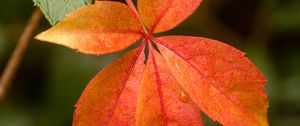 Preview wallpaper leaf, drop, plant, macro, red