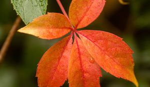 Preview wallpaper leaf, drop, plant, macro, red