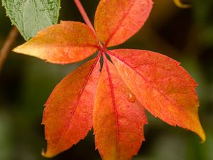 Preview wallpaper leaf, drop, plant, macro, red