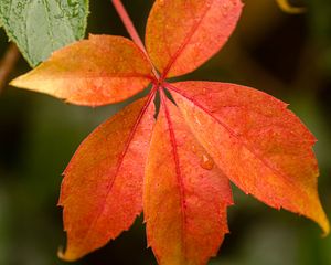 Preview wallpaper leaf, drop, plant, macro, red
