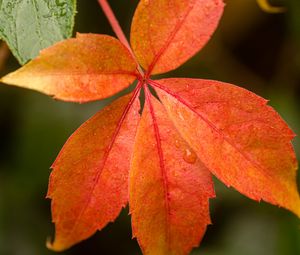 Preview wallpaper leaf, drop, plant, macro, red