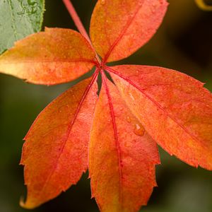 Preview wallpaper leaf, drop, plant, macro, red