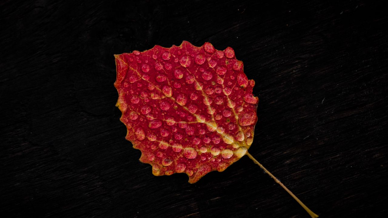 Wallpaper leaf, drop, red