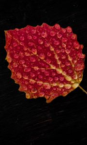 Preview wallpaper leaf, drop, red