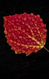 Preview wallpaper leaf, drop, red