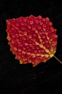 Preview wallpaper leaf, drop, red