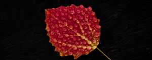 Preview wallpaper leaf, drop, red