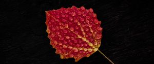 Preview wallpaper leaf, drop, red