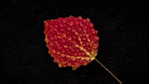 Preview wallpaper leaf, drop, red