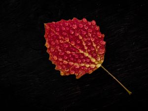 Preview wallpaper leaf, drop, red