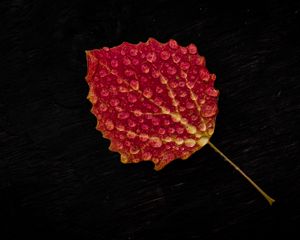 Preview wallpaper leaf, drop, red