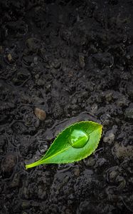 Preview wallpaper leaf, drop, stones, close-up, green, black