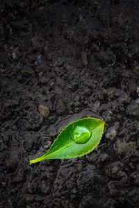 Preview wallpaper leaf, drop, stones, close-up, green, black