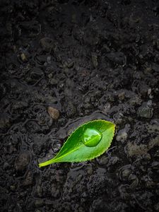 Preview wallpaper leaf, drop, stones, close-up, green, black