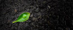 Preview wallpaper leaf, drop, stones, close-up, green, black