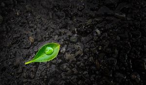 Preview wallpaper leaf, drop, stones, close-up, green, black