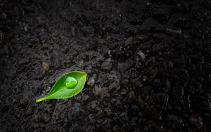 Preview wallpaper leaf, drop, stones, close-up, green, black