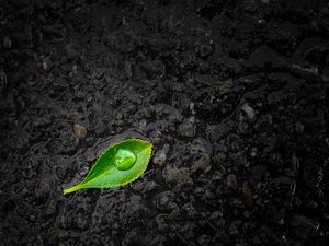 Preview wallpaper leaf, drop, stones, close-up, green, black