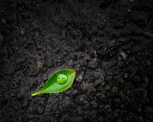 Preview wallpaper leaf, drop, stones, close-up, green, black