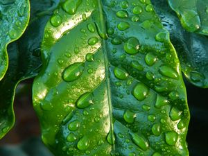 Preview wallpaper leaf, drop, surface, macro