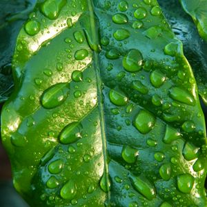 Preview wallpaper leaf, drop, surface, macro