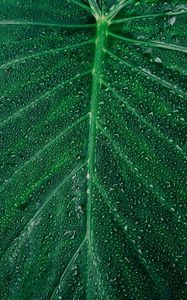Preview wallpaper leaf, drop, surface, plant