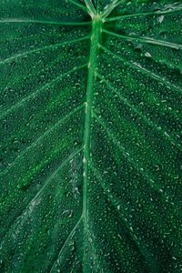 Preview wallpaper leaf, drop, surface, plant