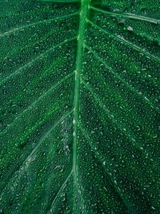 Preview wallpaper leaf, drop, surface, plant