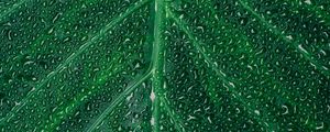 Preview wallpaper leaf, drop, surface, plant