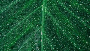 Preview wallpaper leaf, drop, surface, plant