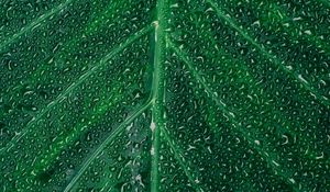 Preview wallpaper leaf, drop, surface, plant