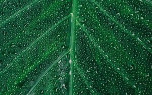 Preview wallpaper leaf, drop, surface, plant