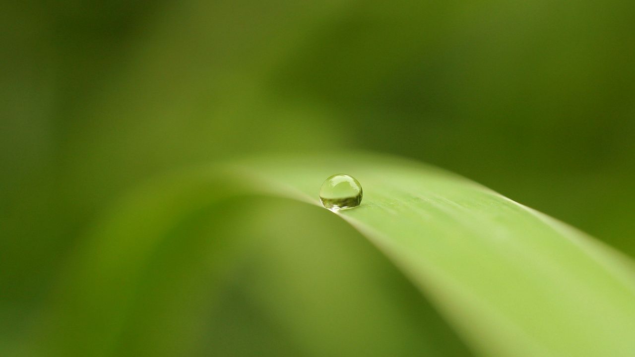 Wallpaper leaf, drop, surface, blurring