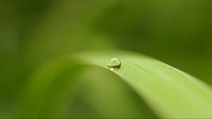 Preview wallpaper leaf, drop, surface, blurring