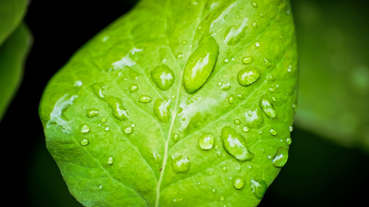 Wallpaper leaf, drop, surface, dew