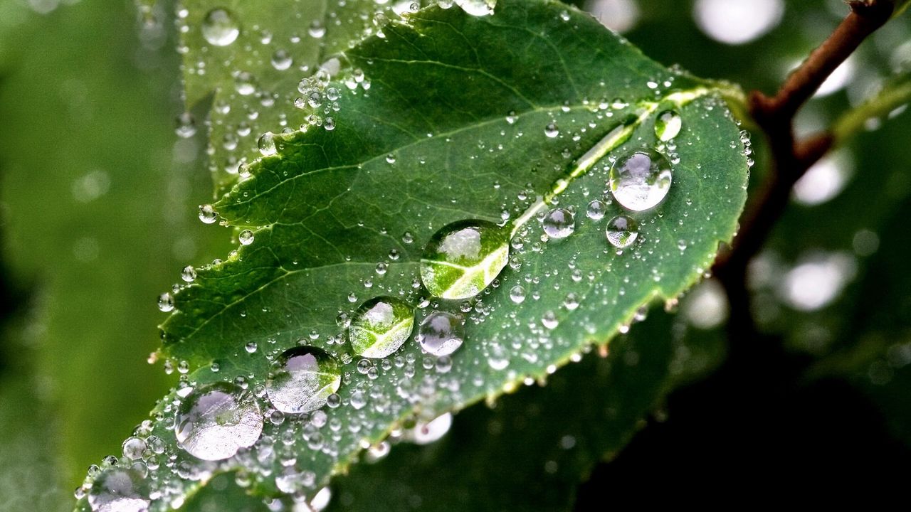 Wallpaper leaf, drop, tree, green, wet