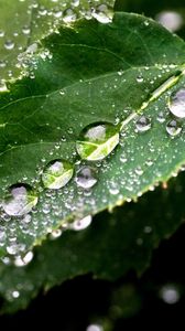 Preview wallpaper leaf, drop, tree, green, wet