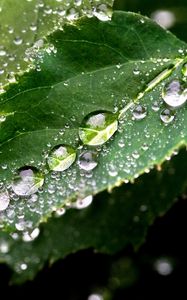 Preview wallpaper leaf, drop, tree, green, wet