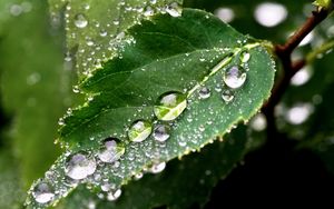 Preview wallpaper leaf, drop, tree, green, wet