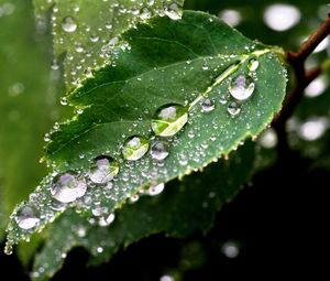 Preview wallpaper leaf, drop, tree, green, wet