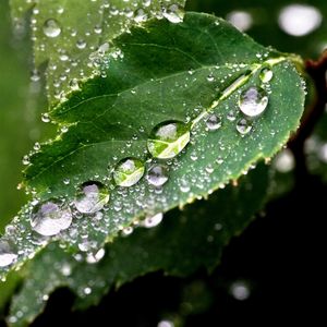 Preview wallpaper leaf, drop, tree, green, wet